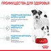Royal Canin Mini Starter Корм для щенков мелких размеров до 2-х месяцев, беременных и кормящих сук – интернет-магазин Ле’Муррр