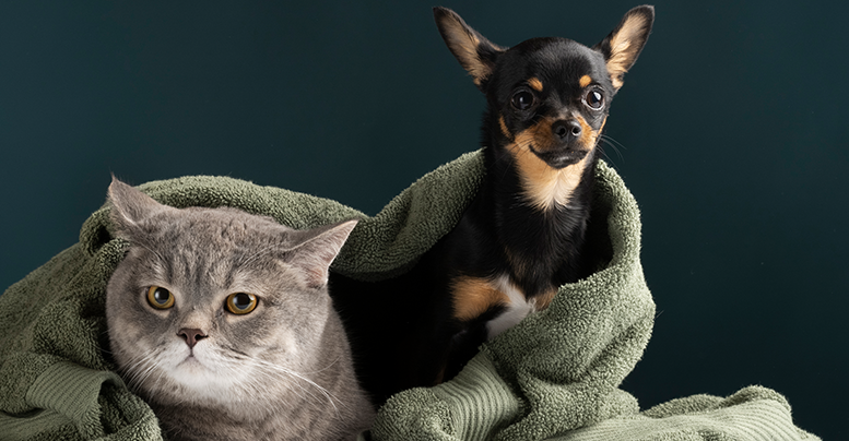 Шампунь для экспресс-линьки собак и кошек для ускорения смены шерсти