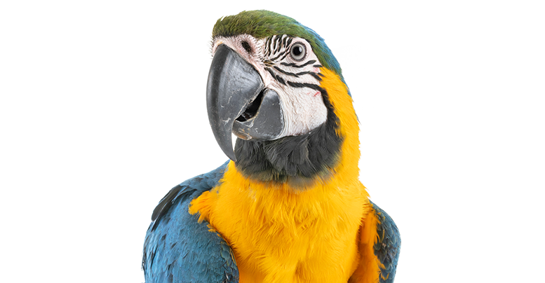 Сколько живут попугаи ара дома, что едят, как ухаживать за птицей
