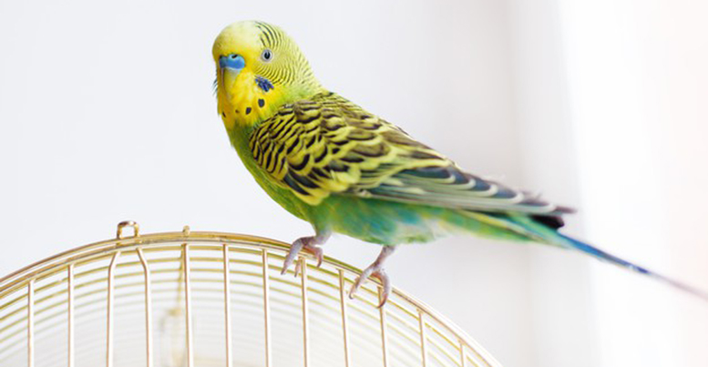 Клетки для попугаев: виды, обустройство, расположение, уборка